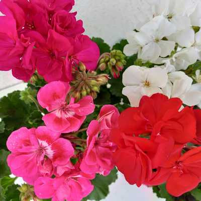 Pelargonium zonale - ÁLLÓ muskátli