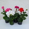 Pelargonium zonale - ÁLLÓ muskátli