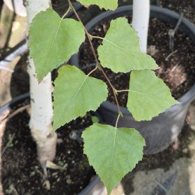 Nyírfa - Betula pendula kont.
