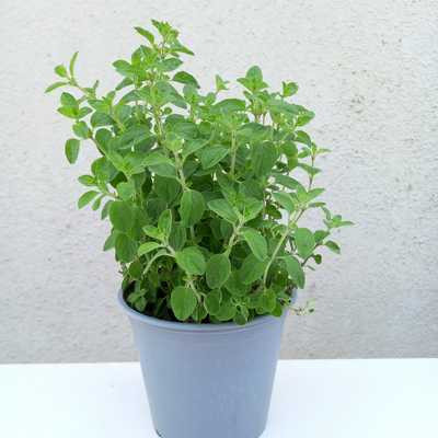 Origanum vulgare - Oregánó 14 cm