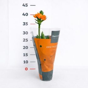 Ornithogallum Dubium 10,5 cs/11 - narancsszínű madártej