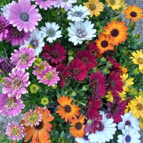 Osteospermum- Cseppecskevirág