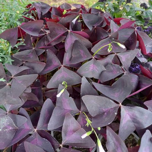 Oxalis triangularis - madársóska 12 cs