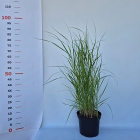   Panicum virgatum Cardinal 17 cm - Vesszős köles, bordós levél