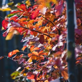 Parrotia persica - Perzsafa