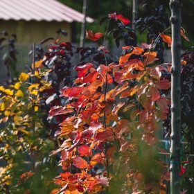 Parrotia persica -Perzsafa