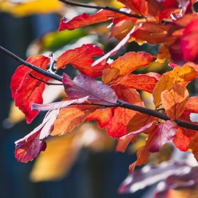 Parrotia persica DL 3xi 200/250 -Perzsafa