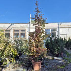 Parrotia persica DL 3xi 200/250 -Perzsafa