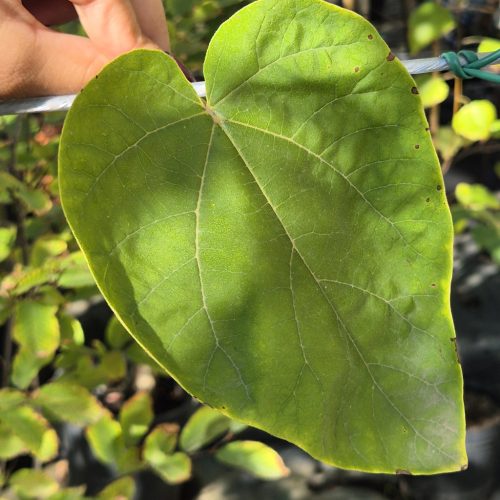 Paulownia tomentosa - Császárfa