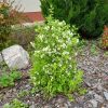 Philadelphus Manteau d'Hermine - Törpe jezsámen