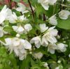 Philadelphus Manteau d'Hermine - Törpe jezsámen