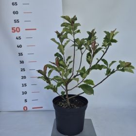   Photinia fraseri Magical Vulcano  - Korallberkenye VISSZAVÁGOTT bokrosításra!