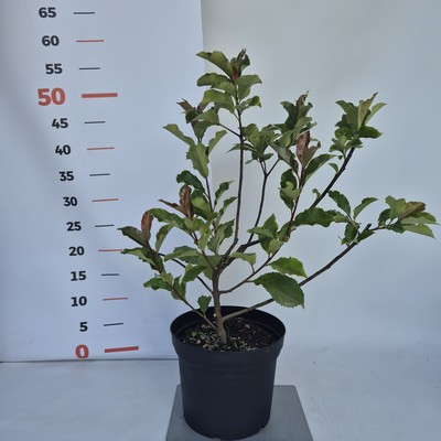 Photinia fraseri Magical Vulcano 35/45 K.2 - Korallberkenye