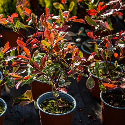 Photinia fraseri Pink Marble 30/40 K.2 - Korallberkenye, tarkalevelű