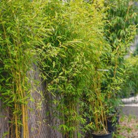 Phyllostachys fajták K9,5-12 /Bambusz