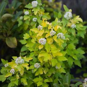   Physocarpus opulifolius Luteus - Bangitalevelű hólyagvessző, sárga lombú