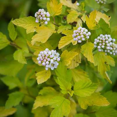Physocarpus opulifolius Luteus - Bangitalevelű hólyagvessző, sárga lombú