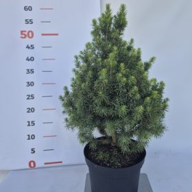 Picea glauca Conica - Cukorsüvegfenyő 25/35 k2