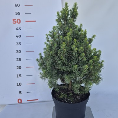 Picea glauca 'Conica' 30/40 k2