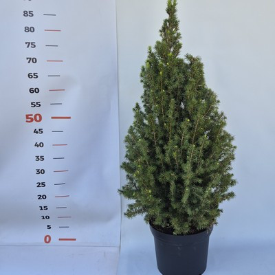Picea glauca 'Conica' -Cukorsüvegfenyő 21 cs