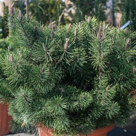 Pinus mugo var. Pumilio 40-50cm - Havasi törpefenyő