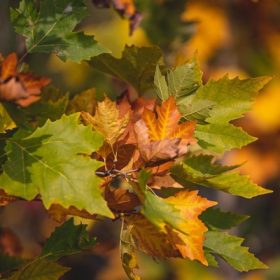 Platanus acerifol - Platánfa