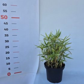   Pleioblastus fortunei Variagatus 15 cm - Törpe bozótbambusz,  zöld-fehér csíkos