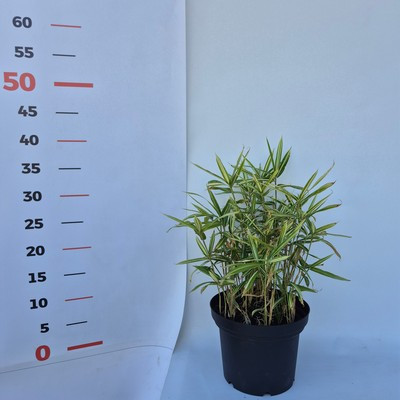 Pleioblastus fortunei Variagatus 15 cm - Törpe bozótbambusz,  zöld-fehér csíkos