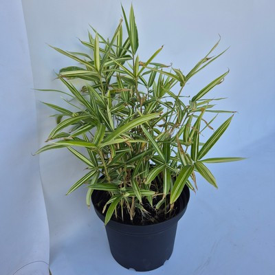 Pleioblastus fortunei Variagatus 15 cm - Törpe bozótbambusz,  zöld-fehér csíkos