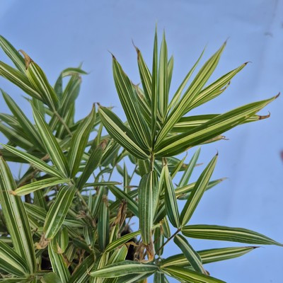 Pleioblastus fortunei Variagatus 15 cm - Törpe bozótbambusz,  zöld-fehér csíkos