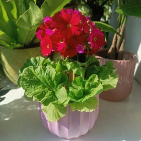 Primula Obconica 12cs - Nebáncsvirág