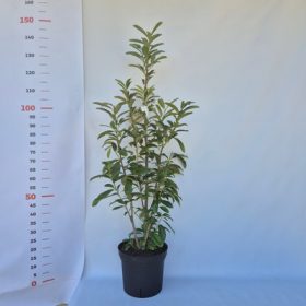   Prunus laurocerasus Genolia Kont 7,5 L - Oszlopos babérmeggy