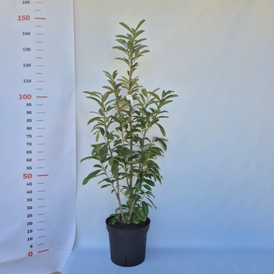 Prunus laurocerasus Genolia Kont 7,5 L - Oszlopos babérmeggy