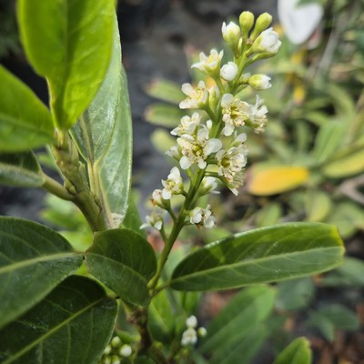 Prunus laurocerasus Genolia Kont 7,5 L - Oszlopos babérmeggy