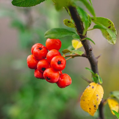 Pyracantha Orange Glow - Tűztövis, narancssárga bogyós
