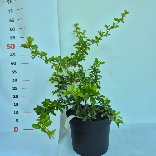 Pyracantha Ventoux Red - Tűztövis, piros bogyós