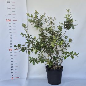 Quercus Ilex - Magyaltölgy