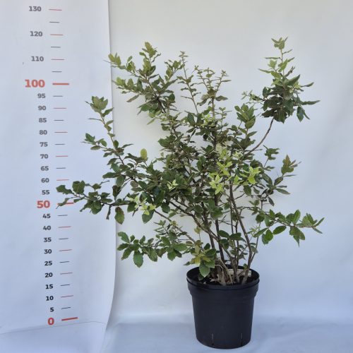 Quercus Ilex - Magyaltölgy