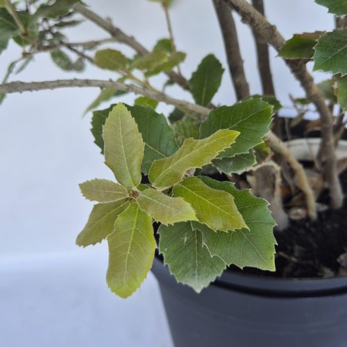 Quercus Ilex - Magyaltölgy