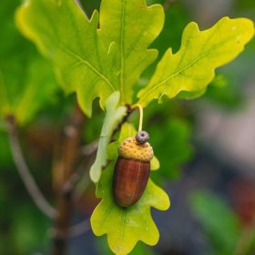 Quercus robur Fastigiata 5 m - Oszlopos kocsányos tölgy