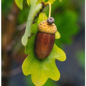   Quercus robur Fastigiata Koster 2xi 200/250 - Oszlopos kocsányos tölgy