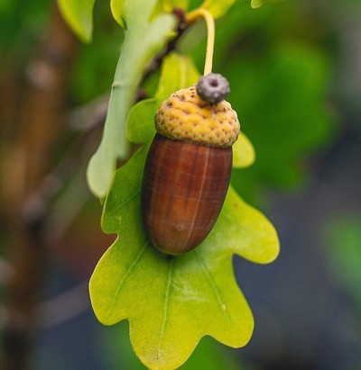 Quercus robur Fastigiata Koster 2xi 200/250 - Oszlopos kocsányos tölgy