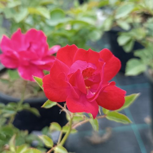 Rosa Limesglut 14 cm - Rózsa