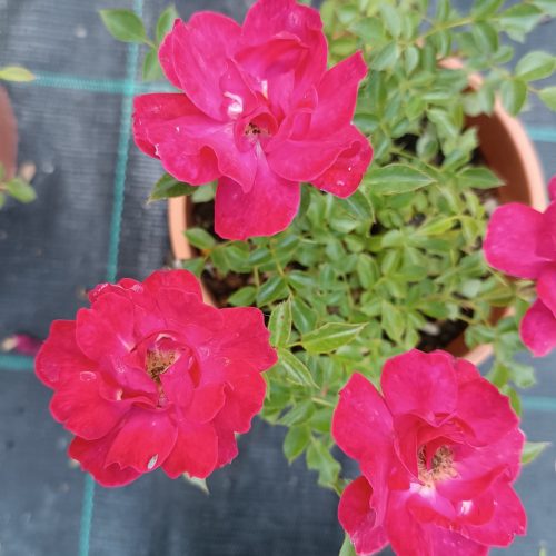 Rosa Limesglut 14 cm - Rózsa