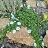 Rosa Snow Carpet Kont 2,0L - Rózsa, fehér talajtakaró