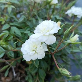 Rosa Snow Carpet Kont 2,0L - Rózsa, fehér talajtakaró