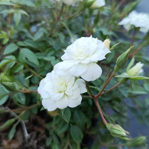 Rosa Snow Carpet Kont 2,0L - Rózsa, fehér talajtakaró