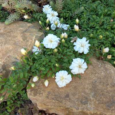Rosa Snow Carpet Kont 2,0L - Rózsa, fehér talajtakaró