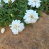Rosa Snow Carpet Kont 2,0L - Rózsa, fehér talajtakaró