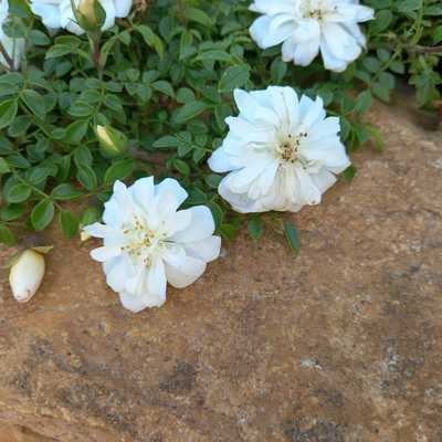 Rosa Snow Carpet Kont 2,0L - Rózsa, fehér talajtakaró